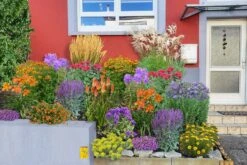 Leuchtfeuer (Farbpower Für Den Garten) -Angebote Pflanzen Store 2001000 Leuchtfeuer Farbpower 20fuer 20den 20Garten 3