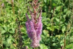 Robuste Alleskönner (Problemlösung Für Den Trockenen Schatten) -Angebote Pflanzen Store 2001001 Robuste 20Alleskoenner Problemloesung 20fuer 20den 20trockenen 20Schatten 4