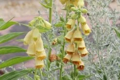 Robuste Alleskönner (Problemlösung Für Den Trockenen Schatten) -Angebote Pflanzen Store 2001001 Robuste 20Alleskoenner Problemloesung 20fuer 20den 20trockenen 20Schatten 6