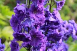 Ländlicher Zauber (Der Charme Alter Bauerngärten) -Angebote Pflanzen Store 2001007 Laendlicher 20Zauber Der 20Charme 20alter 20Bauerngaerten 12