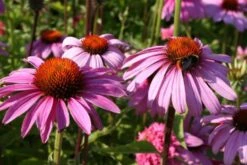 Ländlicher Zauber (Der Charme Alter Bauerngärten) -Angebote Pflanzen Store 2001007 Laendlicher 20Zauber Der 20Charme 20alter 20Bauerngaerten 16