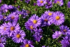 Ländlicher Zauber (Der Charme Alter Bauerngärten) -Angebote Pflanzen Store 2001007 Laendlicher 20Zauber Der 20Charme 20alter 20Bauerngaerten 5