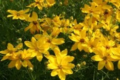 Dauerblüher (Perfektion In Form Und Farbe) -Angebote Pflanzen Store 2001009 Dauerblueher Perfektion 20in 20Form 20und 20Farbe 10