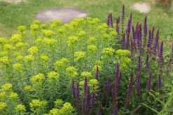 Dauerblüher (Perfektion In Form Und Farbe) -Angebote Pflanzen Store 2001009 Dauerblueher Perfektion 20in 20Form 20und 20Farbe 12