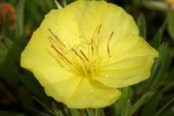 Dauerblüher (Perfektion In Form Und Farbe) -Angebote Pflanzen Store 2001009 Dauerblueher Perfektion 20in 20Form 20und 20Farbe 17