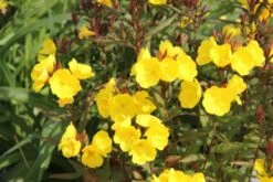 Dauerblüher (Perfektion In Form Und Farbe) -Angebote Pflanzen Store 2001009 Dauerblueher Perfektion 20in 20Form 20und 20Farbe 18