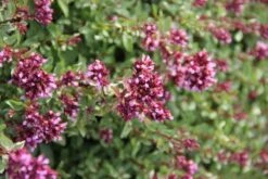 Dauerblüher (Perfektion In Form Und Farbe) -Angebote Pflanzen Store 2001009 Dauerblueher Perfektion 20in 20Form 20und 20Farbe 19