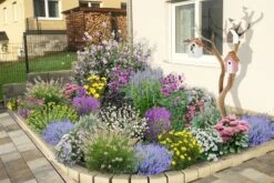 Dauerblüher (Perfektion In Form Und Farbe) -Angebote Pflanzen Store 2001009 Dauerblueher Perfektion 20in 20Form 20und 20Farbe 3