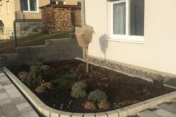 Dauerblüher (Perfektion In Form Und Farbe) -Angebote Pflanzen Store 2001009 Dauerblueher Perfektion 20in 20Form 20und 20Farbe 4