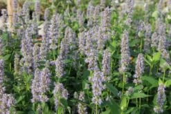 Dauerblüher (Perfektion In Form Und Farbe) -Angebote Pflanzen Store 2001009 Dauerblueher Perfektion 20in 20Form 20und 20Farbe 5