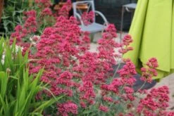 Dauerblüher (Perfektion In Form Und Farbe) -Angebote Pflanzen Store 2001009 Dauerblueher Perfektion 20in 20Form 20und 20Farbe 9