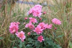 Pastellbeet (Ein Beet Zum Hineinkuscheln) -Angebote Pflanzen Store 2001010 Pastellbeet Ein 20Beet 20zum 20Hineinkuscheln 10