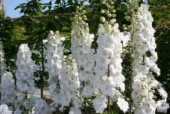 Pastellbeet (Ein Beet Zum Hineinkuscheln) -Angebote Pflanzen Store 2001010 Pastellbeet Ein 20Beet 20zum 20Hineinkuscheln 11