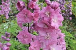 Pastellbeet (Ein Beet Zum Hineinkuscheln) -Angebote Pflanzen Store 2001010 Pastellbeet Ein 20Beet 20zum 20Hineinkuscheln 12