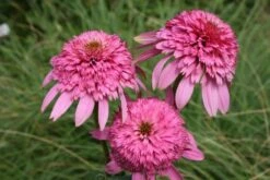 Pastellbeet (Ein Beet Zum Hineinkuscheln) -Angebote Pflanzen Store 2001010 Pastellbeet Ein 20Beet 20zum 20Hineinkuscheln 13