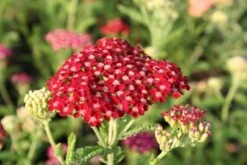 Pastellbeet (Ein Beet Zum Hineinkuscheln) -Angebote Pflanzen Store 2001010 Pastellbeet Ein 20Beet 20zum 20Hineinkuscheln 3