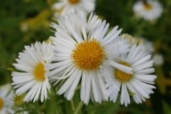 Pastellbeet (Ein Beet Zum Hineinkuscheln) -Angebote Pflanzen Store 2001010 Pastellbeet Ein 20Beet 20zum 20Hineinkuscheln 7