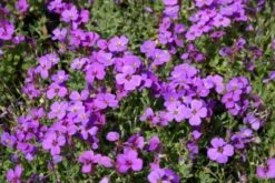 Pastellbeet (Ein Beet Zum Hineinkuscheln) -Angebote Pflanzen Store 2001010 Pastellbeet Ein 20Beet 20zum 20Hineinkuscheln 9