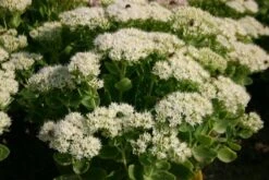 Blaue Welle (Das Klassisch-elegante Beet In Blau Und Weiß) -Angebote Pflanzen Store 2001011 Blaue 20Welle Das 20klassisch elegante 20Beet 20in 20Blau 20und 20Weiss 14