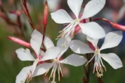 Blaue Welle (Das Klassisch-elegante Beet In Blau Und Weiß) -Angebote Pflanzen Store 2001011 Blaue 20Welle Das 20klassisch elegante 20Beet 20in 20Blau 20und 20Weiss 8