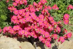 Sonniges Willkommen (Idee Für Den Vorgarten) -Angebote Pflanzen Store 2001049 Sonniges 20Willkommen Idee 20fuer 20den 20Vorgarten 10