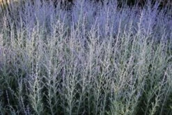 Sonniges Willkommen (Idee Für Den Vorgarten) -Angebote Pflanzen Store 2001049 Sonniges 20Willkommen Idee 20fuer 20den 20Vorgarten 14