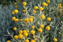 Sonniges Willkommen (Idee Für Den Vorgarten) -Angebote Pflanzen Store 2001049 Sonniges 20Willkommen Idee 20fuer 20den 20Vorgarten 15