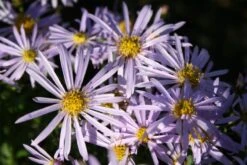 Sonniges Willkommen (Idee Für Den Vorgarten) -Angebote Pflanzen Store 2001049 Sonniges 20Willkommen Idee 20fuer 20den 20Vorgarten 3