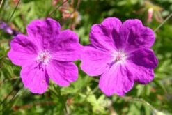 Sonniges Willkommen (Idee Für Den Vorgarten) -Angebote Pflanzen Store 2001049 Sonniges 20Willkommen Idee 20fuer 20den 20Vorgarten 8