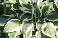 Edler Empfang (Idee Für Den Vorgarten) -Angebote Pflanzen Store 2001050 Edler 20Empfang Idee 20fuer 20den 20Vorgarten 10