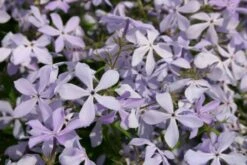 Edler Empfang (Idee Für Den Vorgarten) -Angebote Pflanzen Store 2001050 Edler 20Empfang Idee 20fuer 20den 20Vorgarten 12