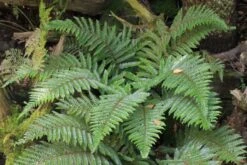 Edler Empfang (Idee Für Den Vorgarten) -Angebote Pflanzen Store 2001050 Edler 20Empfang Idee 20fuer 20den 20Vorgarten 13