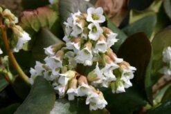 Edler Empfang (Idee Für Den Vorgarten) -Angebote Pflanzen Store 2001050 Edler 20Empfang Idee 20fuer 20den 20Vorgarten 5