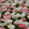 Tulpenmischung 'Rosa Wolke' (Garten-Tulpenmischung) -Angebote Pflanzen Store 2001163 Tulpenmischung 20Rosa 20Wolke Garten Tulpenmischung 1