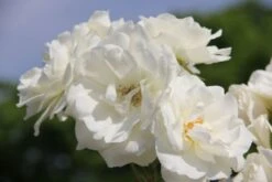 Brautzauber (Ein Traum In Weiß Und Silber) -Angebote Pflanzen Store 2001208 Brautzauber Ein 20Traum 20in 20Weiss 20und 20Silber 15