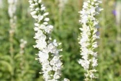 Brautzauber (Ein Traum In Weiß Und Silber) -Angebote Pflanzen Store 2001208 Brautzauber Ein 20Traum 20in 20Weiss 20und 20Silber 16