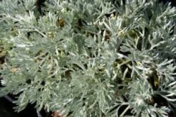 Brautzauber (Ein Traum In Weiß Und Silber) -Angebote Pflanzen Store 2001208 Brautzauber Ein 20Traum 20in 20Weiss 20und 20Silber 3