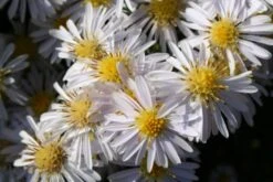 Brautzauber (Ein Traum In Weiß Und Silber) -Angebote Pflanzen Store 2001208 Brautzauber Ein 20Traum 20in 20Weiss 20und 20Silber 4