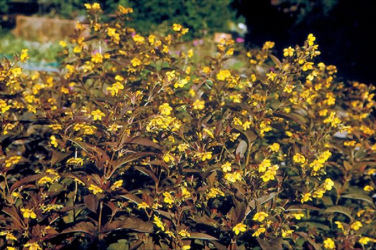 Indian Summer (Weite Welt-Kollektion) 13 Indian Summer (Weite Welt-Kollektion) – Bild 11