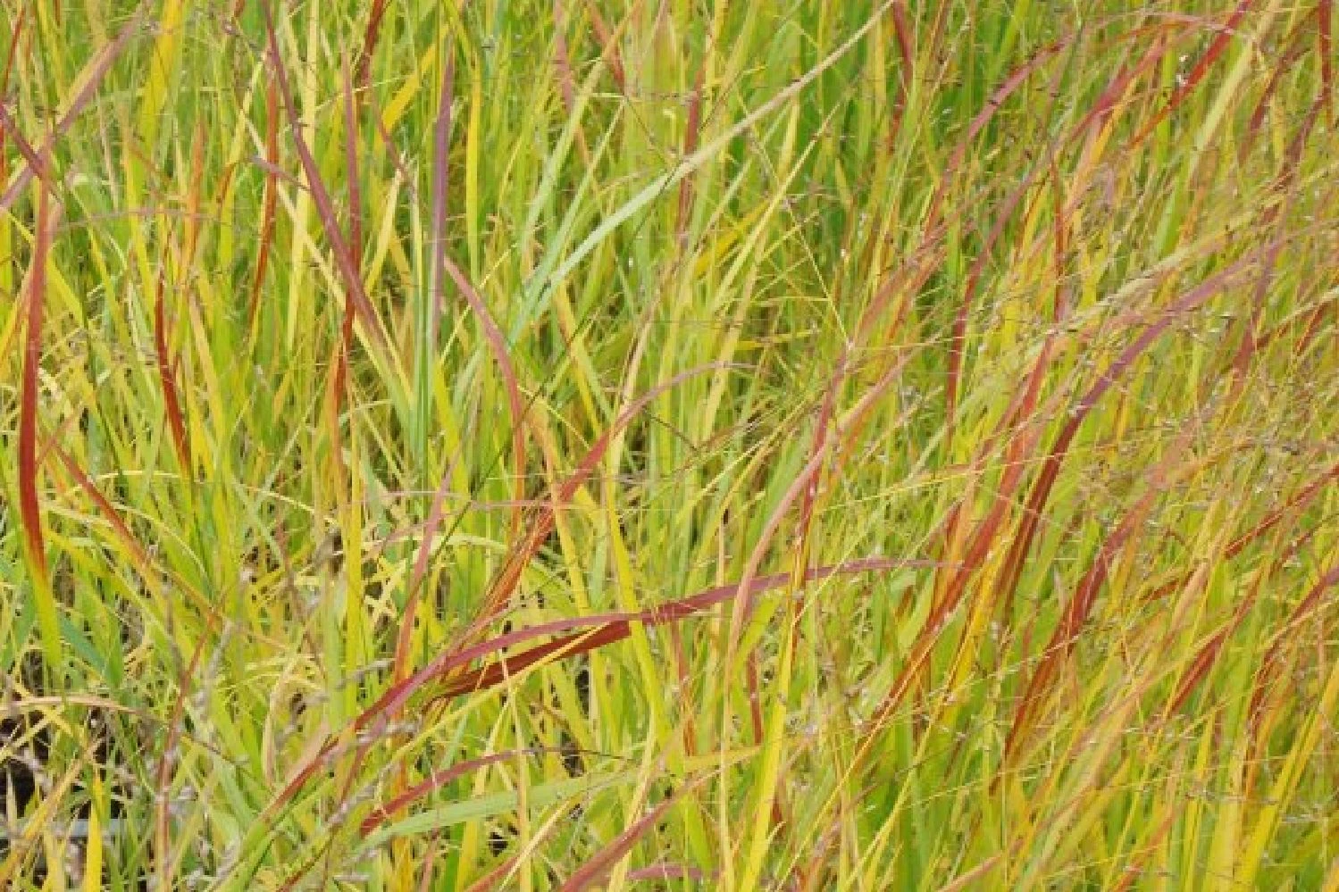 Indian Summer (Weite Welt-Kollektion) 15 Indian Summer (Weite Welt-Kollektion) – Bild 13