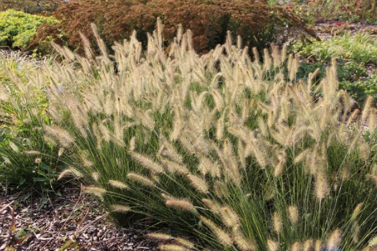 Indian Summer (Weite Welt-Kollektion) 16 Indian Summer (Weite Welt-Kollektion) – Bild 14