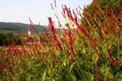 Indian Summer (Weite Welt-Kollektion) 19 Indian Summer (Weite Welt-Kollektion) -Angebote Pflanzen Store 2001457 Indian 20Summer Weite 20Welt Kollektion 3