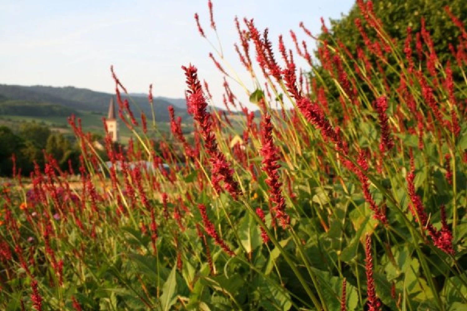 Indian Summer (Weite Welt-Kollektion) 5 Indian Summer (Weite Welt-Kollektion) – Bild 3