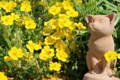 Indian Summer (Weite Welt-Kollektion) 23 Indian Summer (Weite Welt-Kollektion) -Angebote Pflanzen Store 2001457 Indian 20Summer Weite 20Welt Kollektion 7