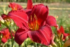 Indian Summer (Weite Welt-Kollektion) 25 Indian Summer (Weite Welt-Kollektion) -Angebote Pflanzen Store 2001457 Indian 20Summer Weite 20Welt Kollektion 9