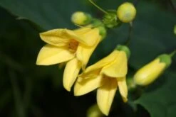 Fernöstlicher Traum (Ein Hauch Von Japan Im Eigenen Garten) -Angebote Pflanzen Store 2001632 Fernoestlicher 20Traum Ein 20Hauch 20von 20Japan 20im 20eigenen 20Garten 10