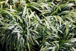 Fernöstlicher Traum (Ein Hauch Von Japan Im Eigenen Garten) -Angebote Pflanzen Store 2001632 Fernoestlicher 20Traum Ein 20Hauch 20von 20Japan 20im 20eigenen 20Garten 12