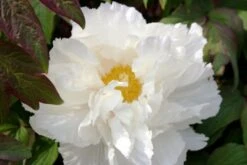 Fernöstlicher Traum (Ein Hauch Von Japan Im Eigenen Garten) -Angebote Pflanzen Store 2001632 Fernoestlicher 20Traum Ein 20Hauch 20von 20Japan 20im 20eigenen 20Garten 13