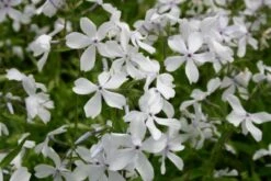 Fernöstlicher Traum (Ein Hauch Von Japan Im Eigenen Garten) -Angebote Pflanzen Store 2001632 Fernoestlicher 20Traum Ein 20Hauch 20von 20Japan 20im 20eigenen 20Garten 14