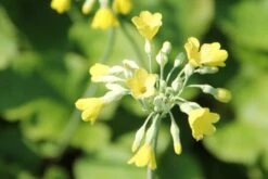 Fernöstlicher Traum (Ein Hauch Von Japan Im Eigenen Garten) -Angebote Pflanzen Store 2001632 Fernoestlicher 20Traum Ein 20Hauch 20von 20Japan 20im 20eigenen 20Garten 15